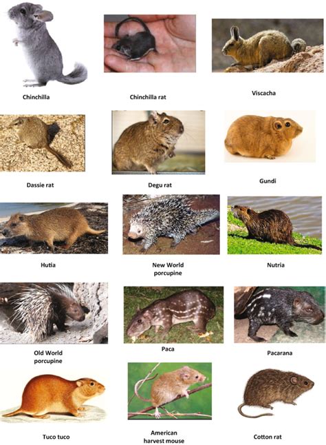 15 Types of Rodents in Idaho! (w/Pics)